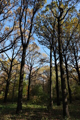 Fototapeta premium AUTUMN FOREST ON A SUNNY DAY