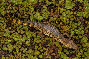 Jacaré-de-papo-amarelo (Caiman latirostris) | Broad-snouted caiman