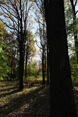 Fototapeta premium AUTUMN FOREST ON A SUNNY DAY