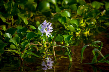 Aguapé (Pontederia crassipes) | Water Hyacinth
