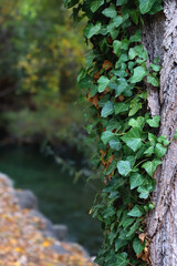 Ivy growing on the tree, colorful autumn leave sin the background. Autumn in the forest. Selective focus.