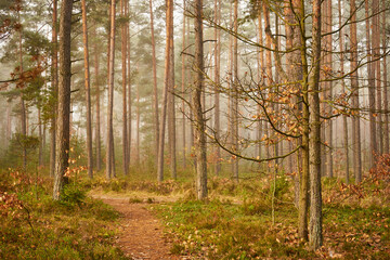 leśna ścieżka, mgła © Marcin Łazarczyk