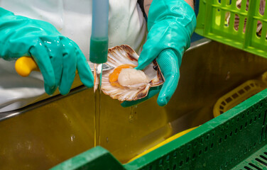 Cleaning and gutting of scallops in a shellfish treatment plant in Galicia