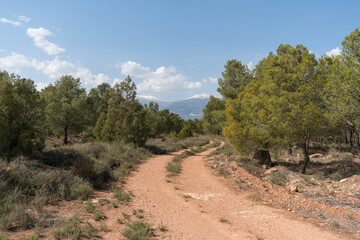 dirt road in the countryside in the south of Andalusia