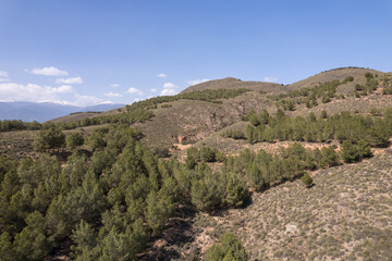 Fototapeta na wymiar Pine forest in a mountainous area in the south of Spain