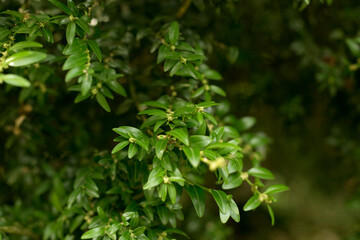 Buxus Colchica Leaves Close Up Background.