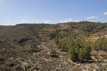 Fototapeta na wymiar Pine forest in a mountainous area in the south of Spain