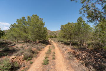 Fototapeta na wymiar dirt road in the countryside in the south of Andalusia