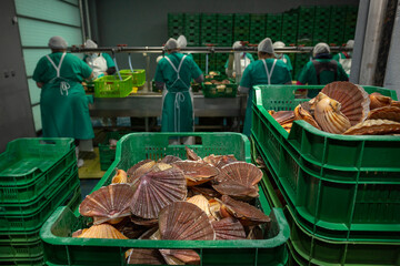 Cleaning and gutting of scallops in a shellfish treatment plant in Galicia © casavella