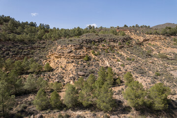 Fototapeta premium Pine forest in a mountainous area in the south of Spain