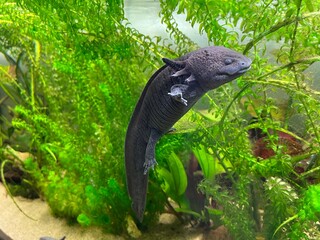 Ambystoma Mexicanum Aksolotl