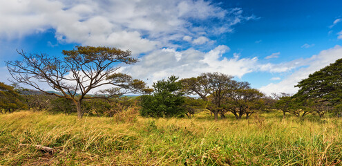 Nature, forest and landscape with blue sky background, trees and eco friendly outdoor environment...