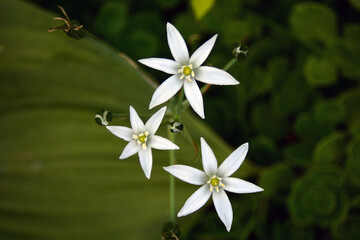 White flowers in the garden