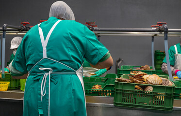 Cleaning and gutting of scallops in a shellfish treatment plant in Galicia © casavella