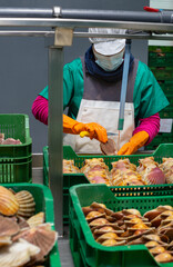Cleaning and gutting of scallops in a shellfish treatment plant in Galicia