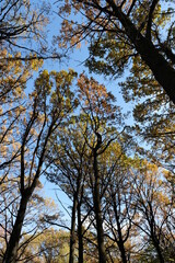AUTUMN FOREST ON A SUNNY DAY