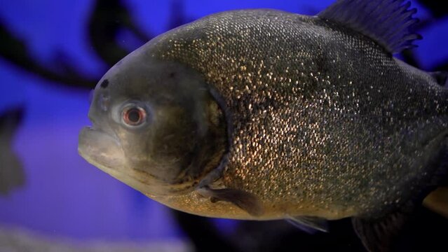 Piranha Common, in Latin - Pygocentrus nattereri. Piranha fish in the aquarium, close-up