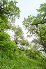 Trees in a forest, sanctified  by the sun in the back