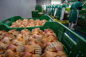 Cleaning and gutting of scallops in a shellfish treatment plant in Galicia