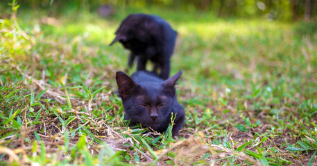 Fototapeta premium Two adorable black kittens playing running and chasing each other happily together.Kittens in the garden
