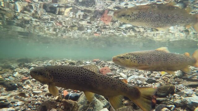 Underwater footage of spawning Brown Trout (Salmo trutta morpha fario). Live in the river habitat. Swimming wild Trout. Underwater mountain creek, natural light. 