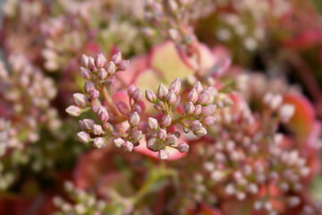 October stonecrop flower buds 
