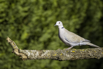 One of the most familiar birds in the parks and gardens of Europe, the pigeon. This is perched on a branch.
