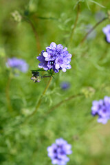 California gilia blue flowers