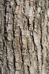 Fototapeta premium Globehead Common ash bark detail