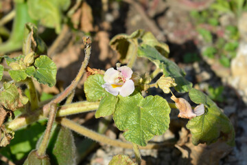 Common devils claw flower