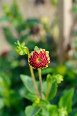 Dahlia Charlotte Bateson flower bud
