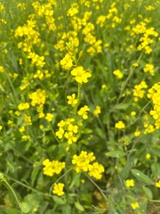 Yellow flower - Blossomed yellow mustard flowers inside of an agricultural farm