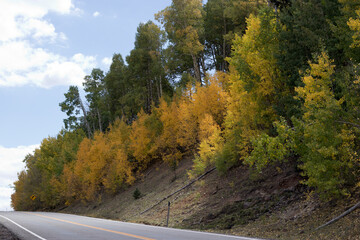 Birch Forest Autumn