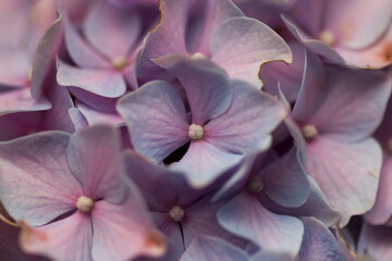 Fototapeta na wymiar Purple Flower Closeup
