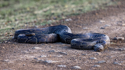 Obraz premium A southern Africa rock python, Python natalensis, curled up on a dirt road in the Masai Mara, Kenya. This snake can grow to over five metres and is one of the largest snakes in the world