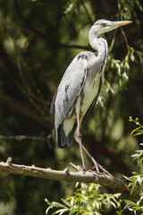 Beautiful heron's portrait in its natural habitat. The grey plumage and stature of the Grey Heron makes it unmistakable and familiar