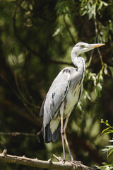 The gray heron, a species of large wading bird, is found in the Danube Delta region and other parts of the Black Sea coast. The gray heron stand still, using little energy while it waits for fish
