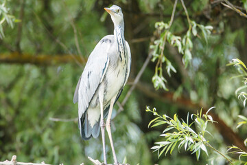 Birds at risk of extinction. Reduce carbon footprint, preserving earth living, causes of climate...