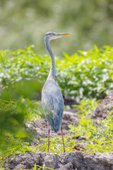 best ways to enjoy a peaceful afternoon and observe wildlife is to go birdwatching in a natural habitat, the swamps