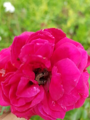 armyworm injured on rose flower
