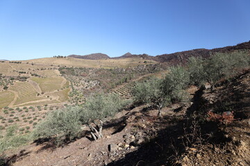 The Douro river and the terraced vineyards near Folgosa do Douro, Alto Douro. A UNESCO World Heritage Site, Portugal