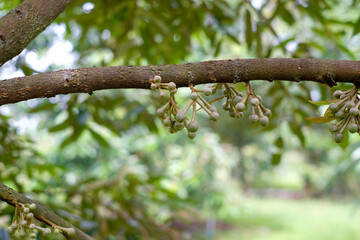 leaves on a tree