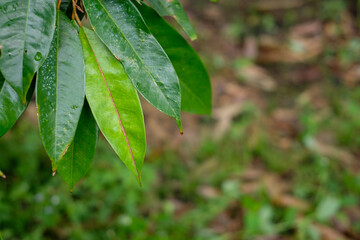 Durian leaf is a fungal disease.