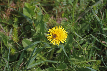 Löwenzahn mit Rosenkäfer