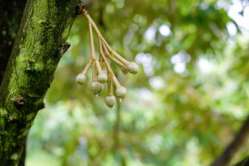durian flower