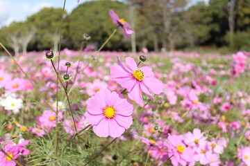 秋桜と空(日本)