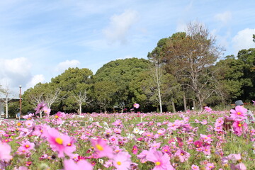 秋桜と空(日本)