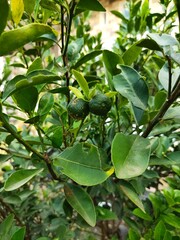 Young lime looks fresh, often used as a fishy smell remover in fish