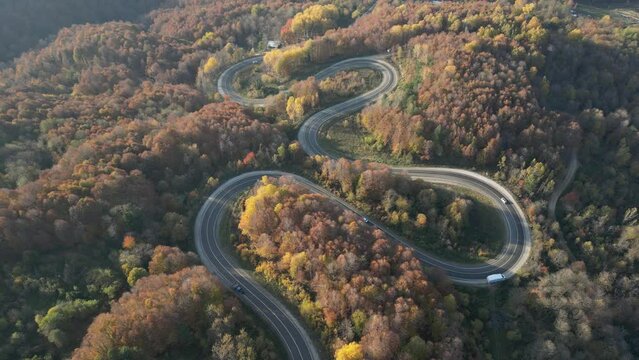 Aerial view of road amidst trees during autumn	