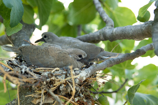 Pair of turtledoves in the nest